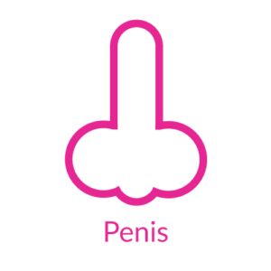 Penis